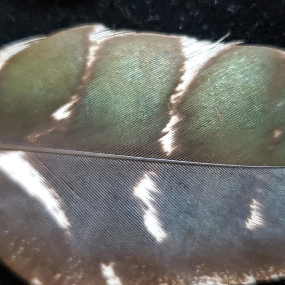 Feather 🪶 Earrings. - Picture 6 of 7